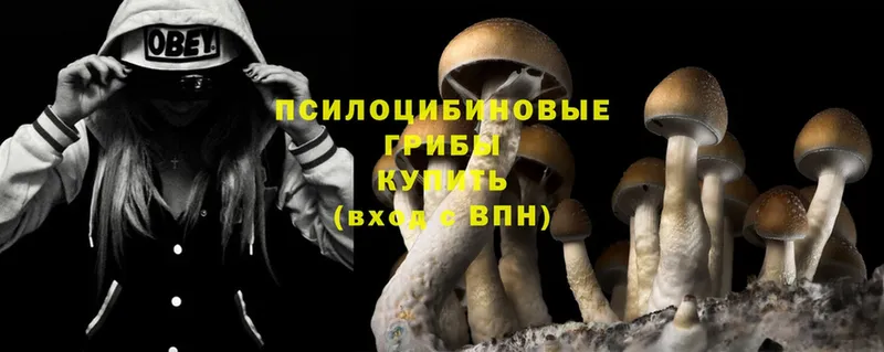 мега онион  Рязань  Галлюциногенные грибы Magic Shrooms 